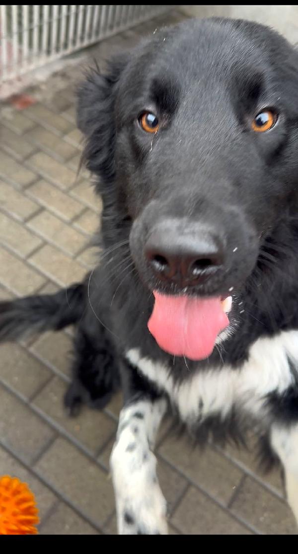 NICHOLAS BORDER COLLIE Foto 2